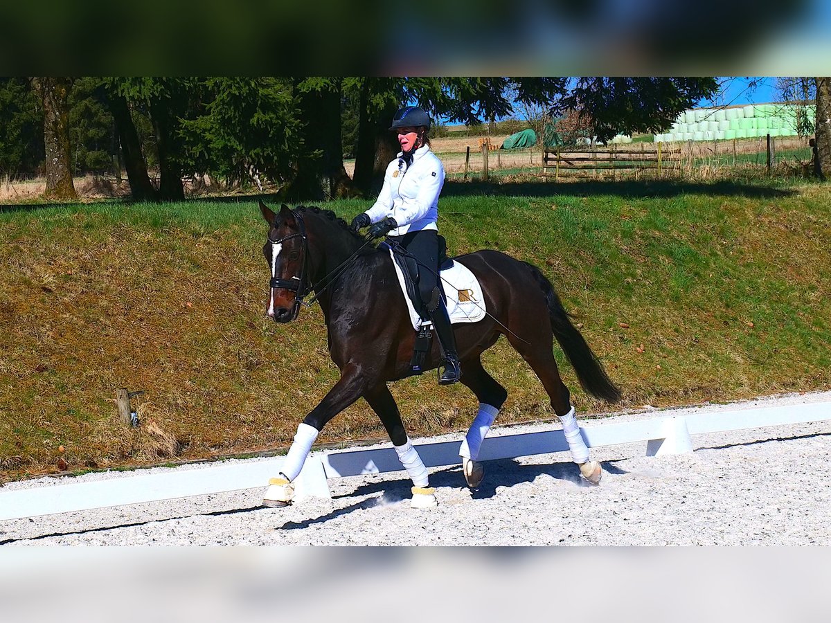 Oldenburgo Caballo castrado 12 años 170 cm Castaño oscuro in Freiensteinau