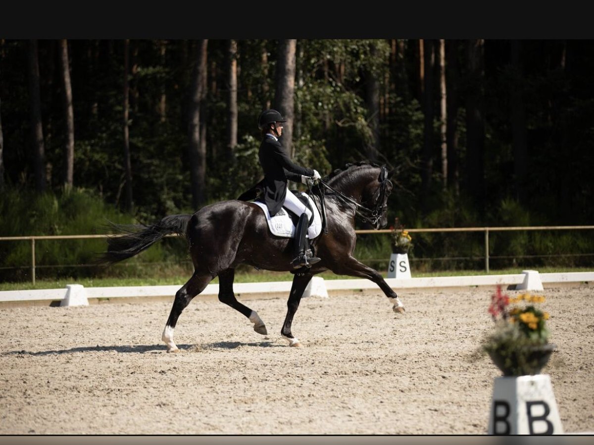 Oldenburgo Caballo castrado 13 años 172 cm Negro in Wiesloch Oldenburgo Caballo castrado 13 años 172 cm Negro in Wiesloch