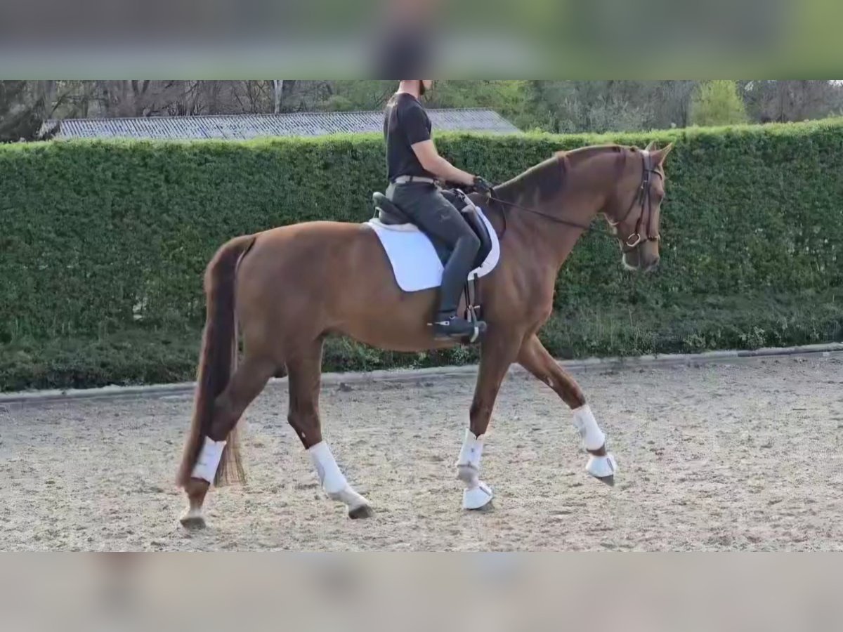 Oldenburgo Caballo castrado 13 años Alazán in Poligono Industrial El Palmar