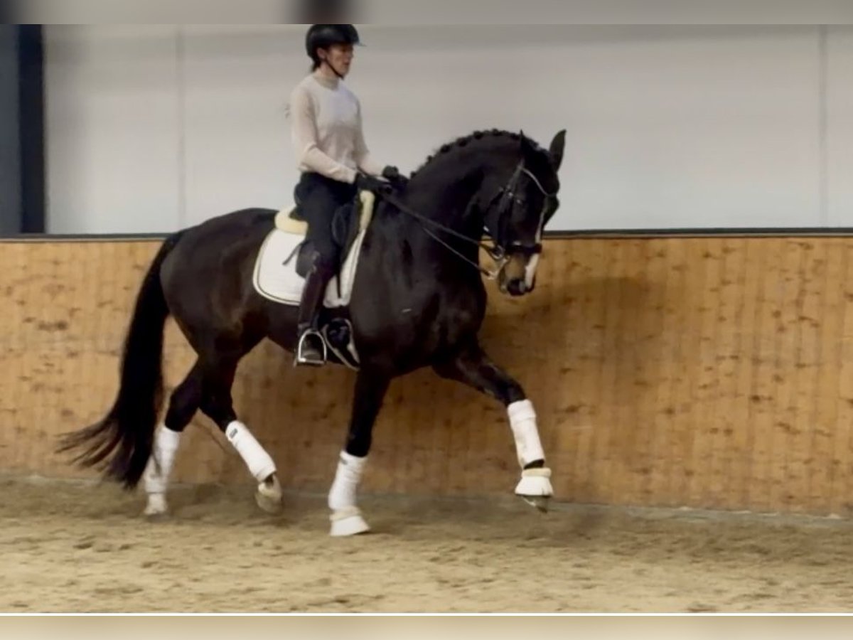 Oldenburgo Caballo castrado 14 años 171 cm Castaño oscuro in F&#xFC;rstenau