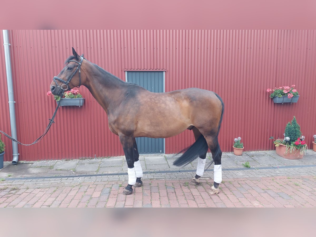 Oldenburgo Caballo castrado 14 años 172 cm Castaño oscuro in Stuhr