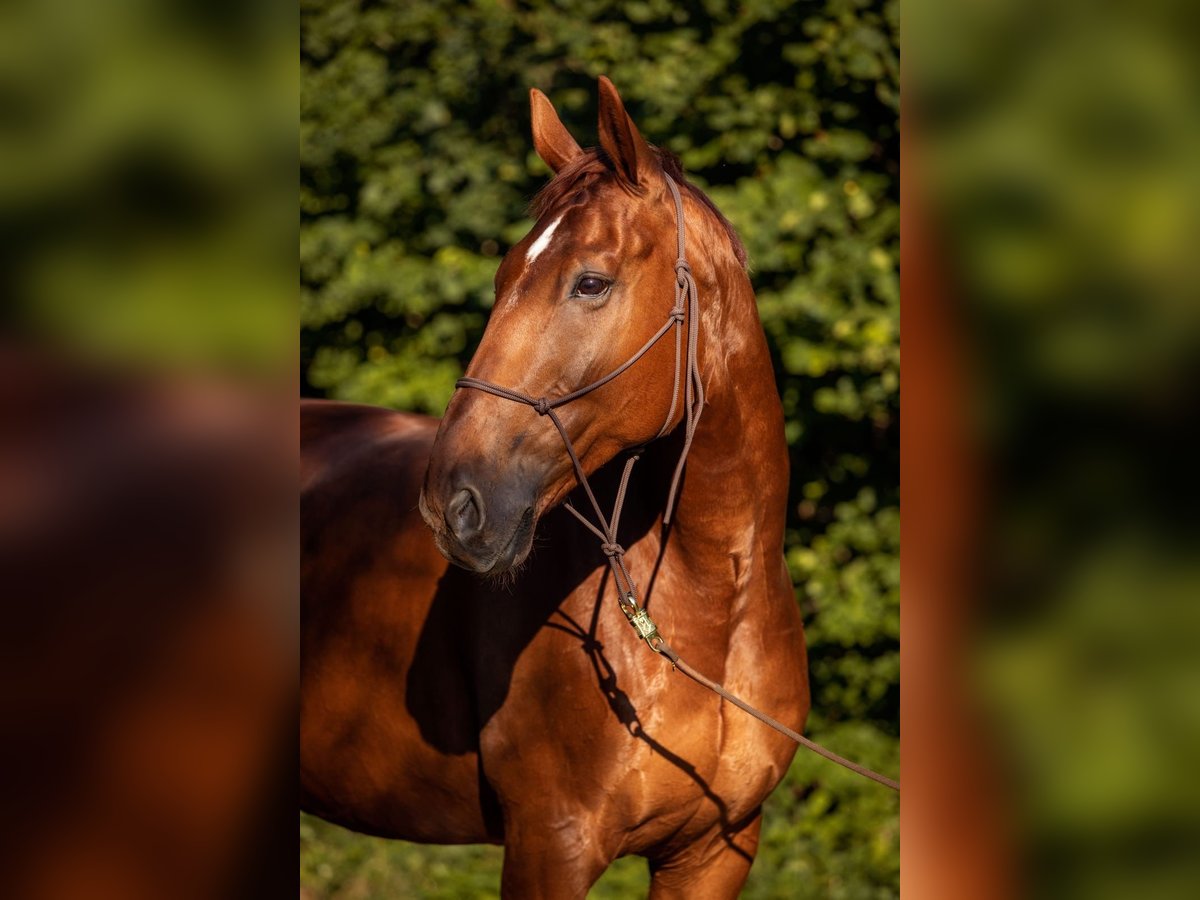 Oldenburgo Caballo castrado 14 años 173 cm Alazán in Thomasberg