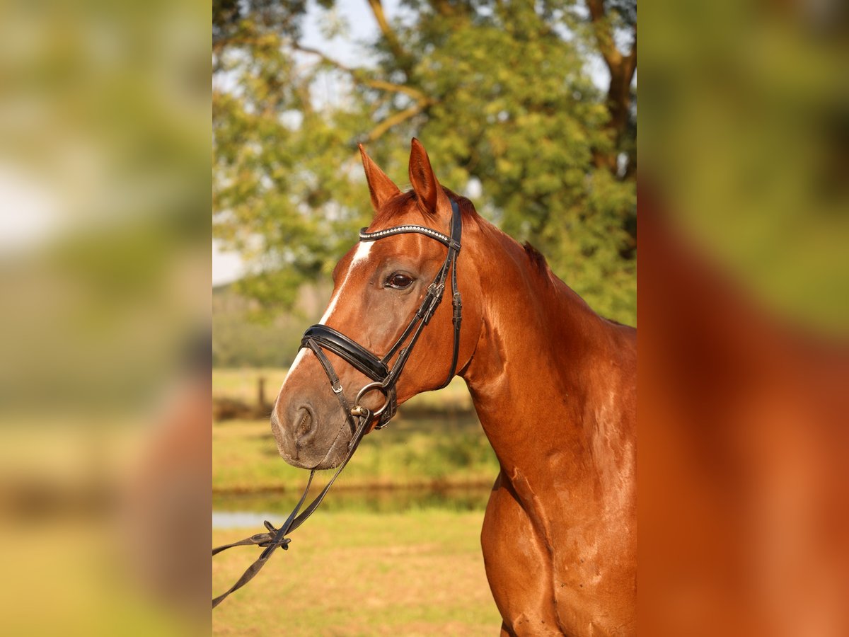 Oldenburgo Caballo castrado 14 años 173 cm Alazán-tostado in Schwerte