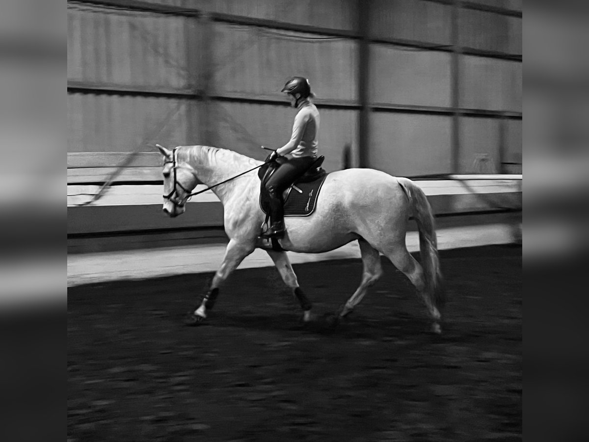 Oldenburgo Caballo castrado 14 años 176 cm Tordo in Rullstorf