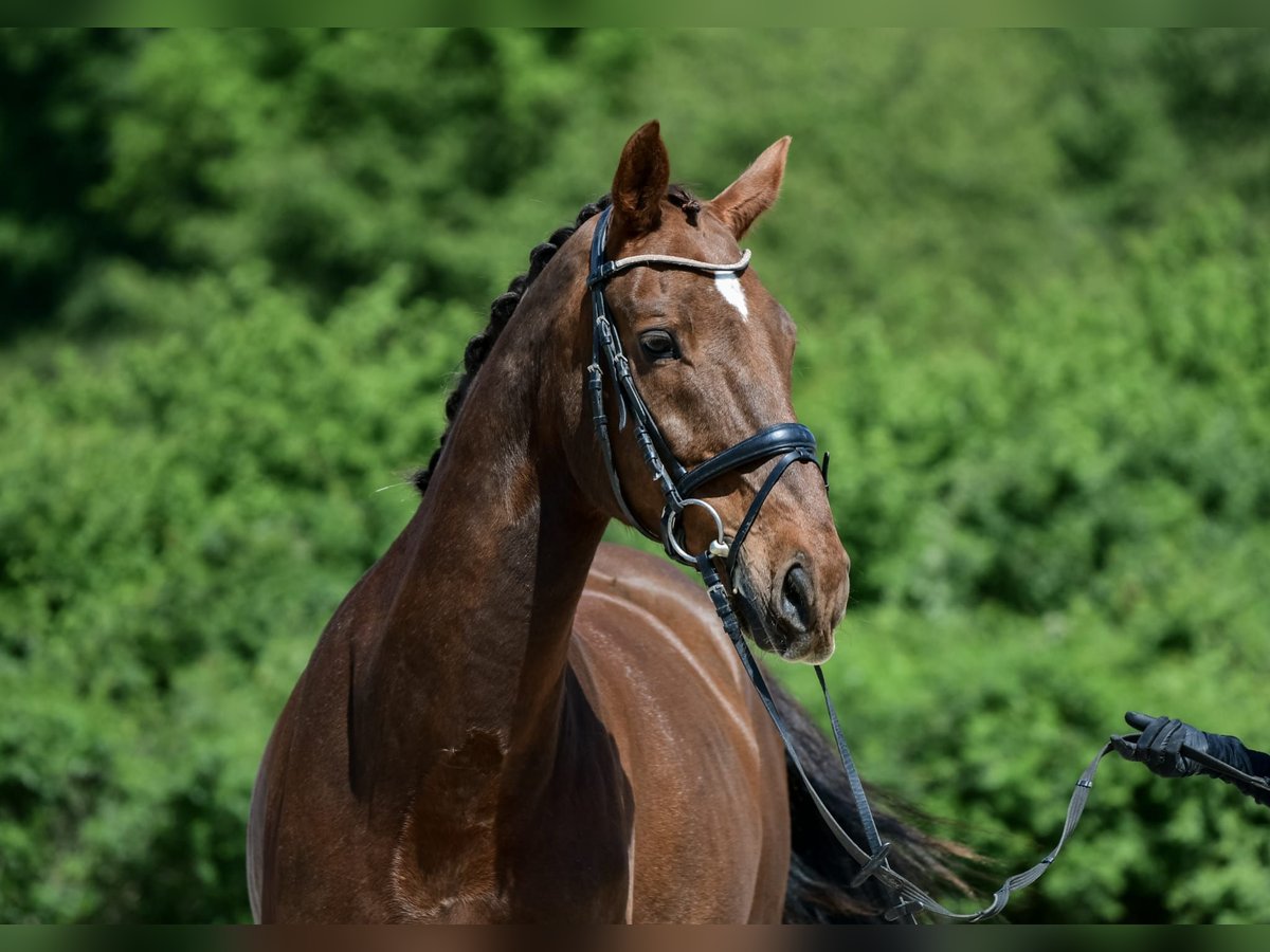 Oldenburgo Caballo castrado 15 años 168 cm Alazán-tostado in Laubach