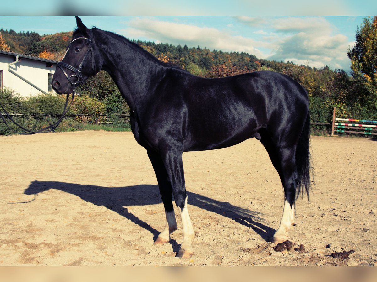 Oldenburgo Caballo castrado 15 años 170 cm Negro in Balingen