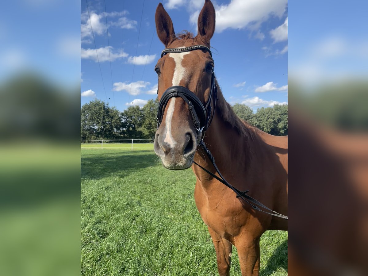 Oldenburgo Caballo castrado 15 años 173 cm Alazán in Rheine