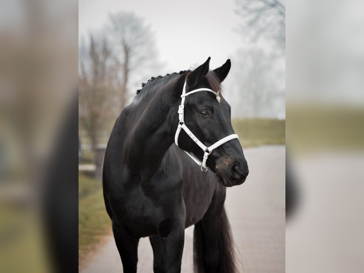 Oldenburgo Caballo castrado 16 años 172 cm Negro in Leer (Ostfriesland)
