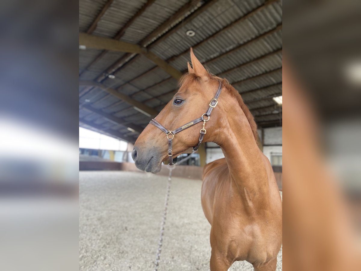Oldenburgo Caballo castrado 16 años 178 cm Alazán in Garbsen