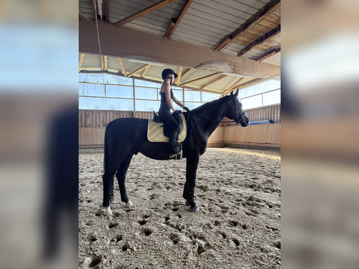 Oldenburgo Caballo castrado 16 años 178 cm Negro in Binzen