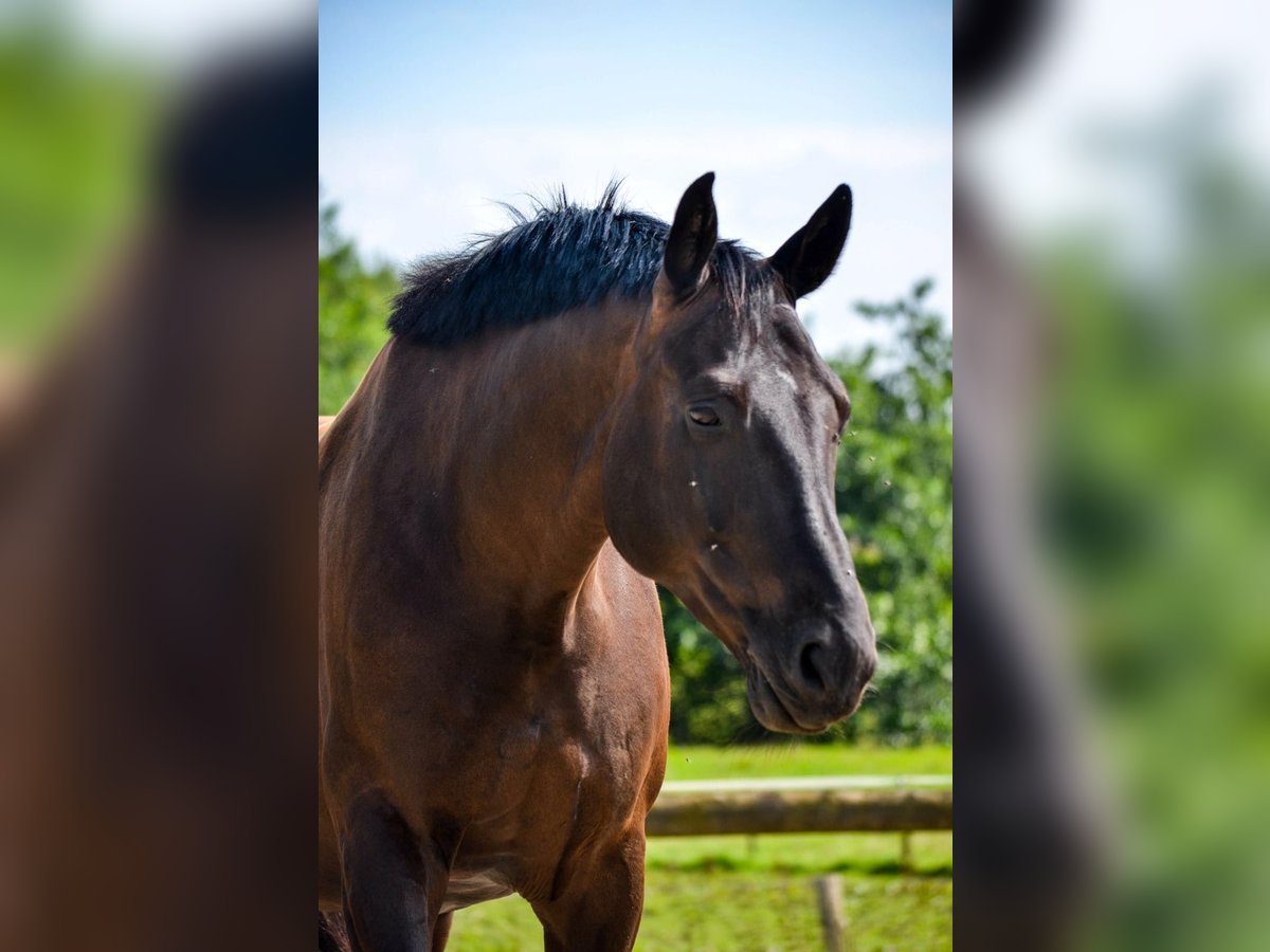 Oldenburgo Caballo castrado 17 años 169 cm Negro in Wuppertal