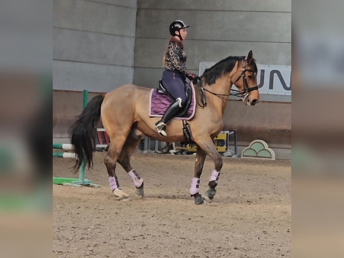 Oldenburgo Caballo castrado 17 años 178 cm Castaño in Orbassano