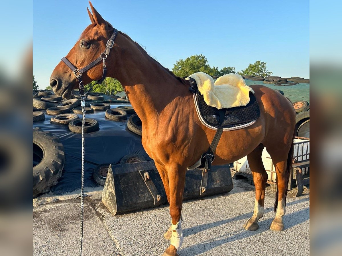 Oldenburgo Caballo castrado 19 años 174 cm Alazán in Großheide Berumerfehn