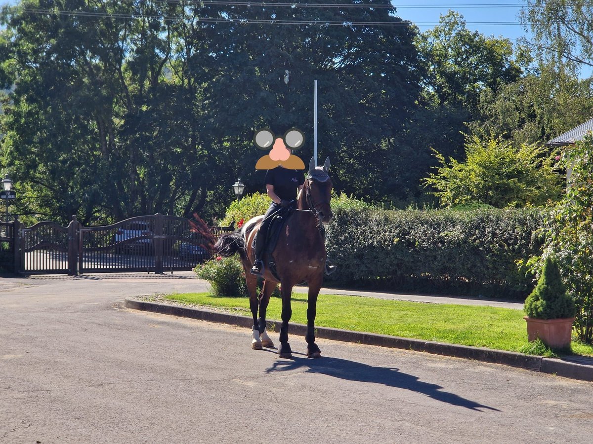 Oldenburgo Caballo castrado 21 años 168 cm Castaño oscuro in Fritzlar