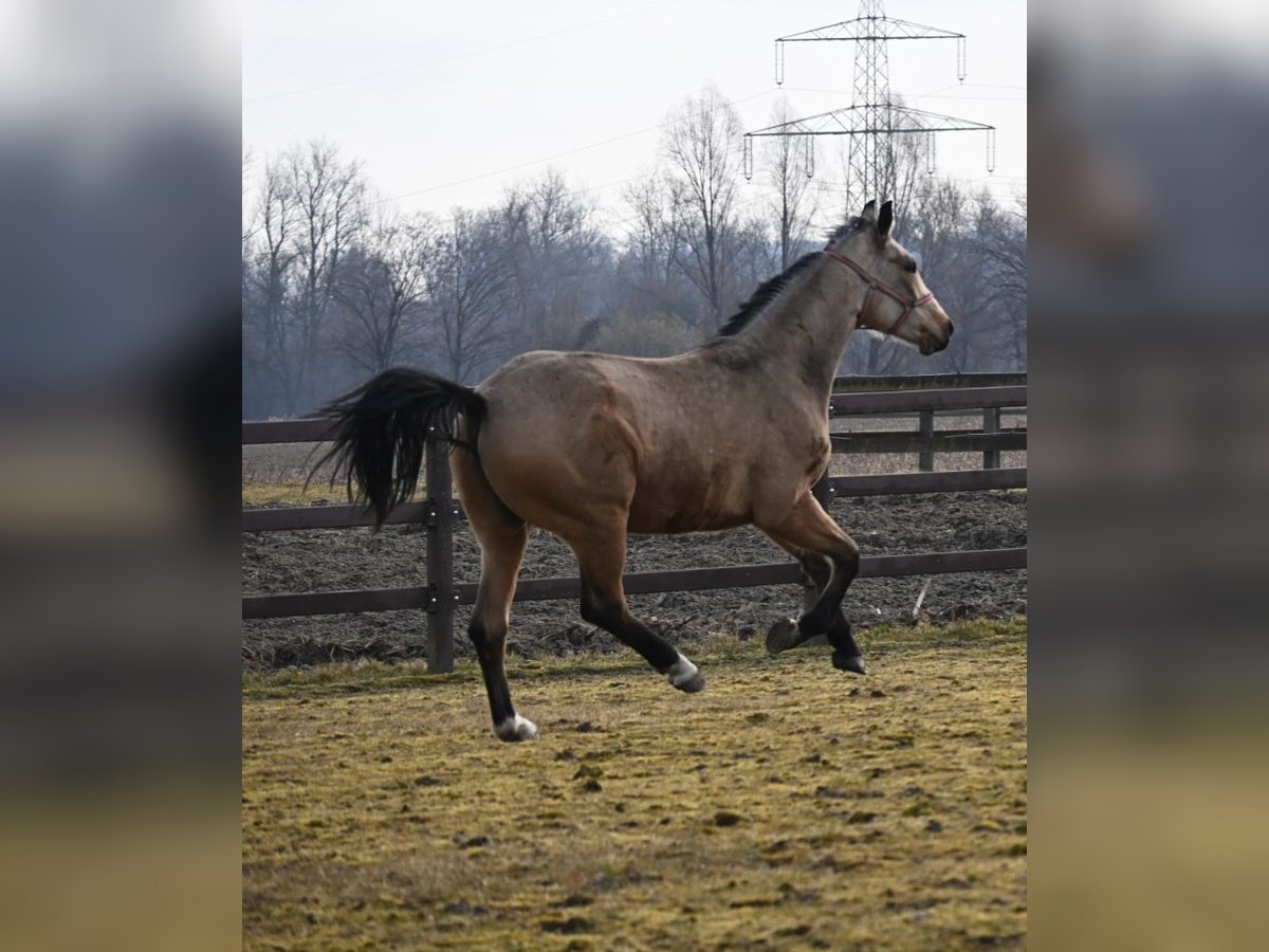 Oldenburgo Caballo castrado 2 años 164 cm Buckskin/Bayo in Bad Füssing
