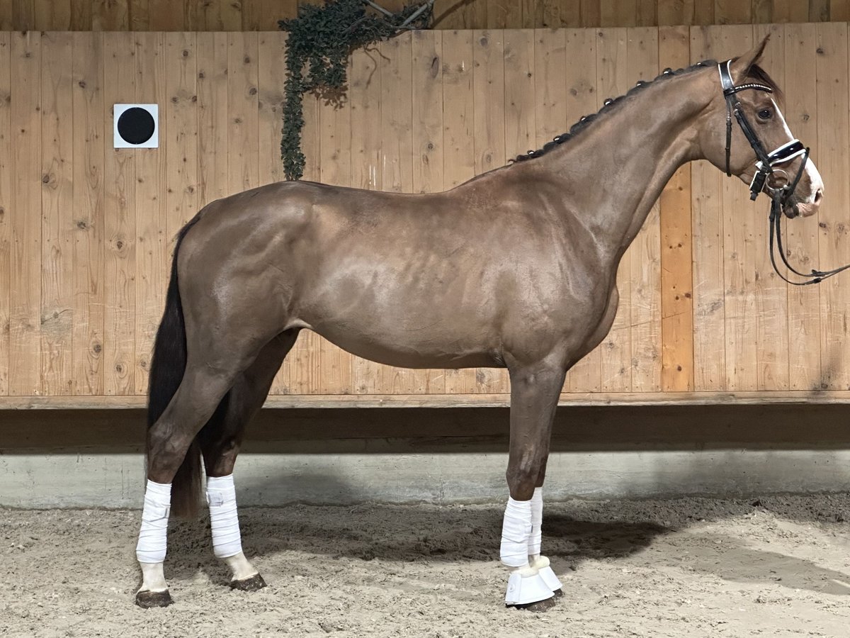 Oldenburgo Caballo castrado 2 años 166 cm Alazán-tostado in Riedlingen