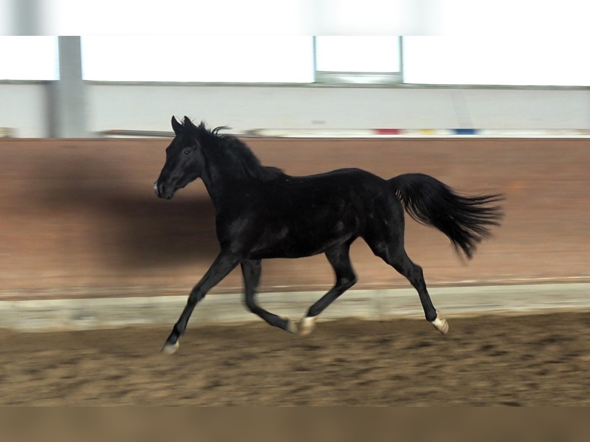 Oldenburgo Caballo castrado 3 años 156 cm Negro in Redefin