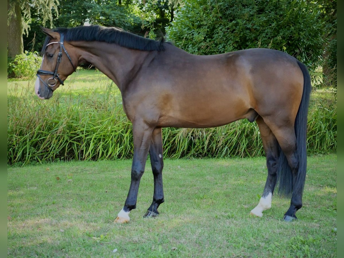 Oldenburgo Caballo castrado 3 años 163 cm Castaño in Duisburg