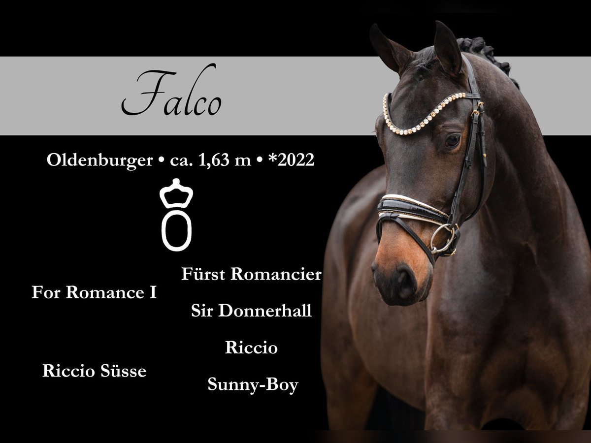 Oldenburgo Caballo castrado 3 años 163 cm Morcillo in Wehringen