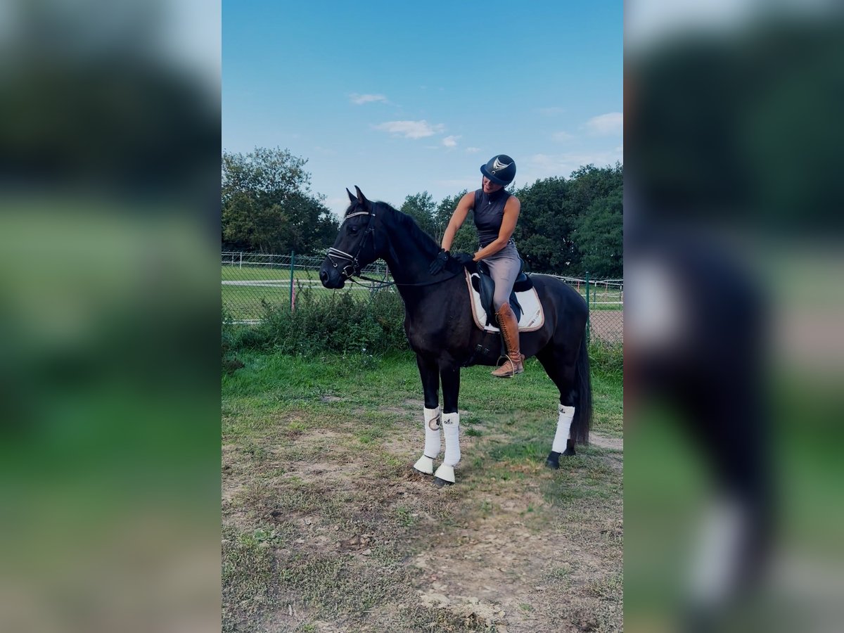 Oldenburgo Caballo castrado 3 años 163 cm Negro in Seefeld