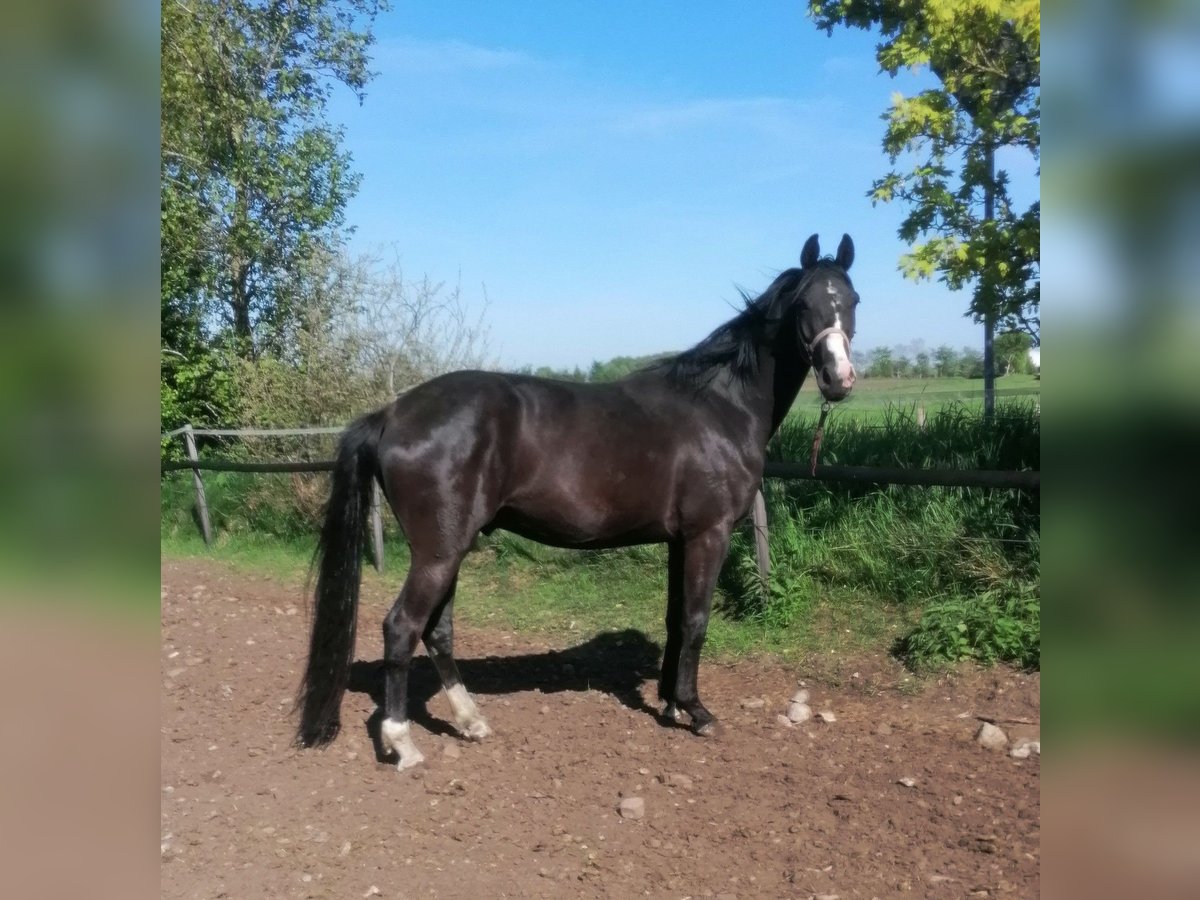 Oldenburgo Caballo castrado 3 años 164 cm Morcillo in Viöl