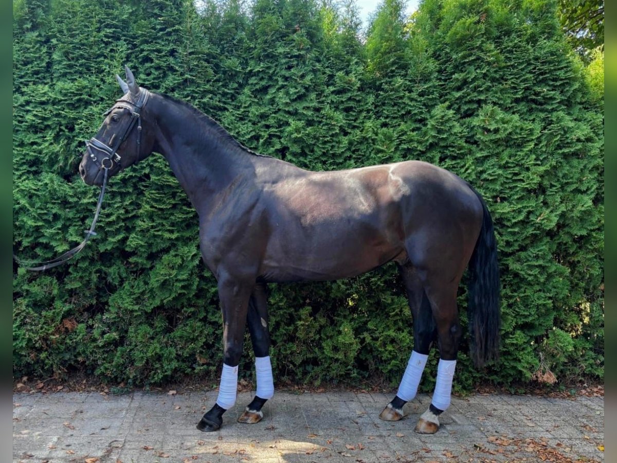Oldenburgo Caballo castrado 3 años 165 cm Negro in Rastede