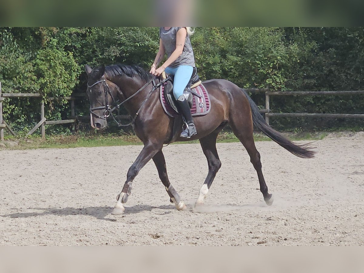 Oldenburgo Caballo castrado 3 años 165 cm Negro in Wachtendonk