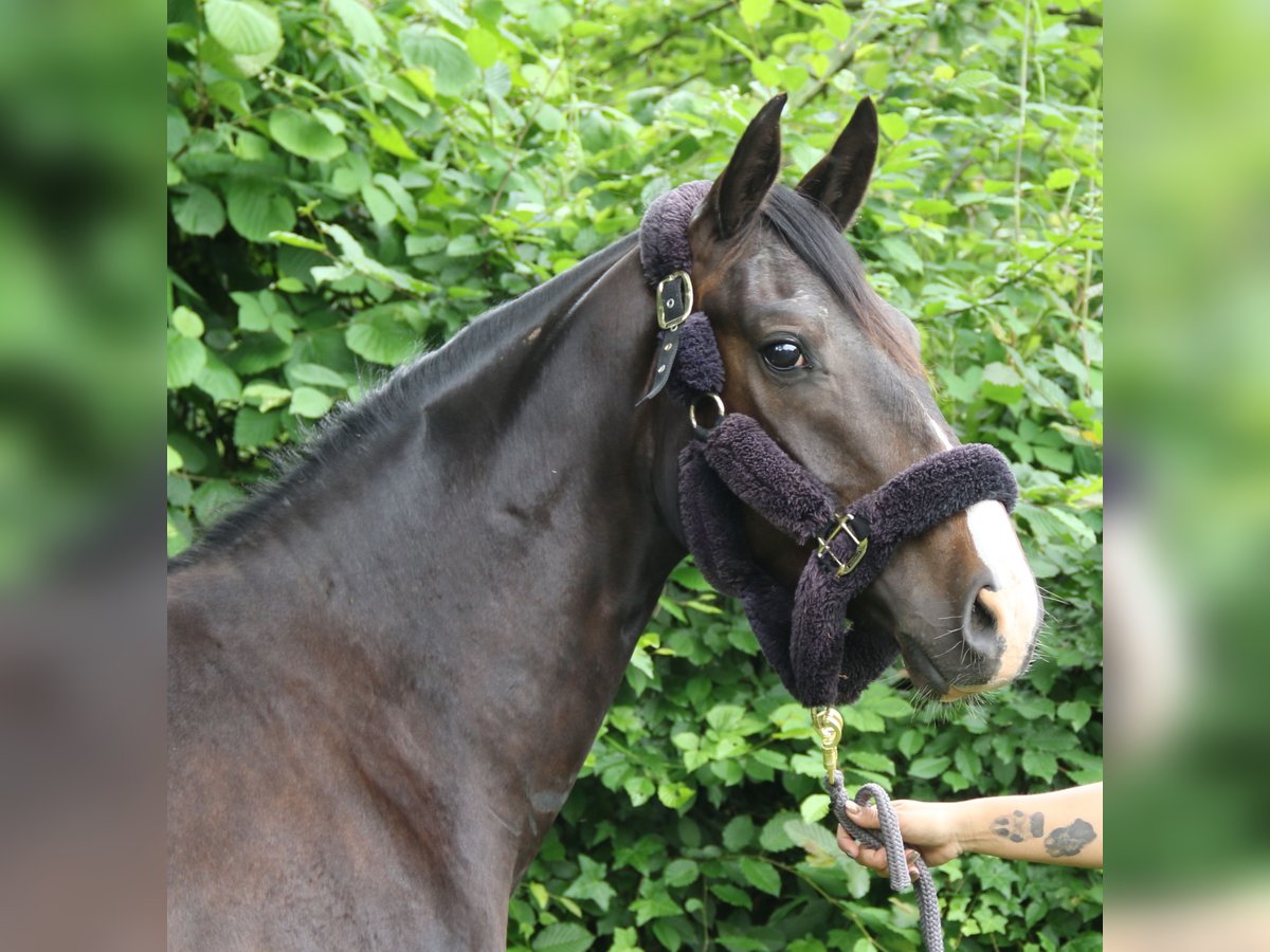 Oldenburgo Caballo castrado 3 años 165 cm Negro in Wachtendonk