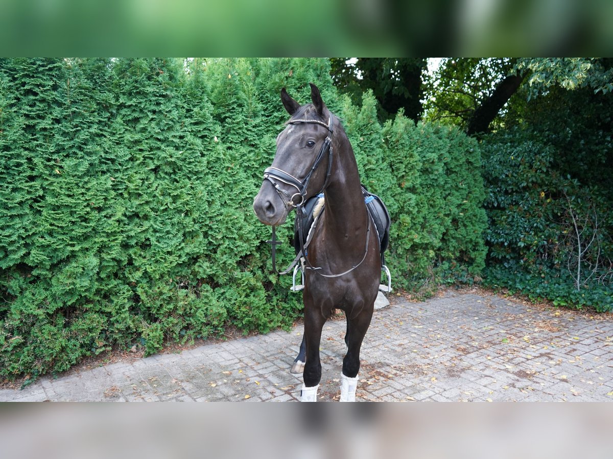 Oldenburgo Caballo castrado 3 años 165 cm Negro in Wiefelstede Oldenburgo Caballo castrado 3 años 165 cm Negro in Wiefelstede