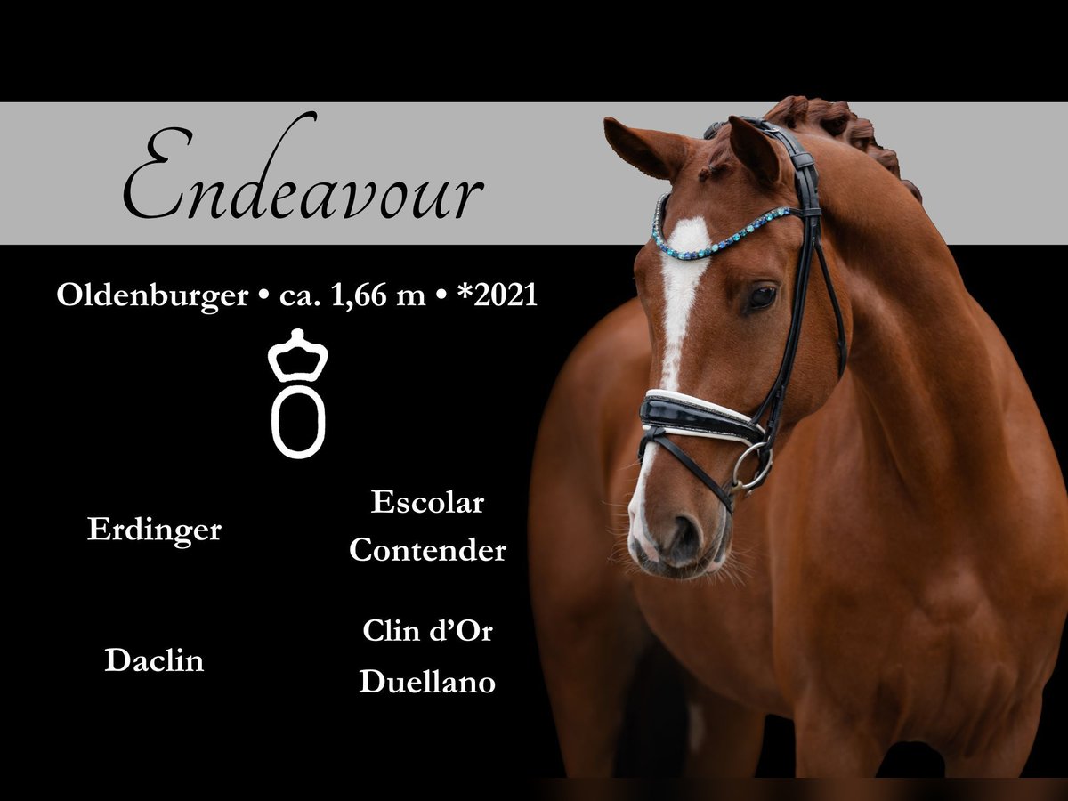 Oldenburgo Caballo castrado 3 años 166 cm Alazán in Wehringen