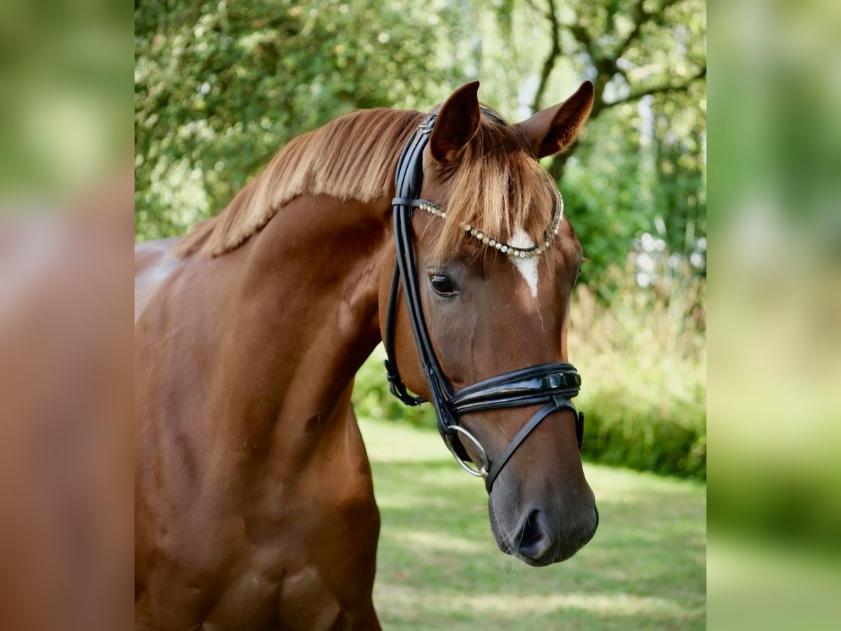 Oldenburgo Caballo castrado 3 años 166 cm Alazán in Duisburg