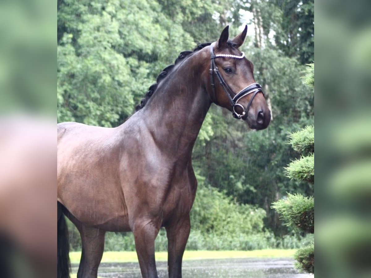 Oldenburgo Caballo castrado 3 años 167 cm Castaño oscuro in Berne