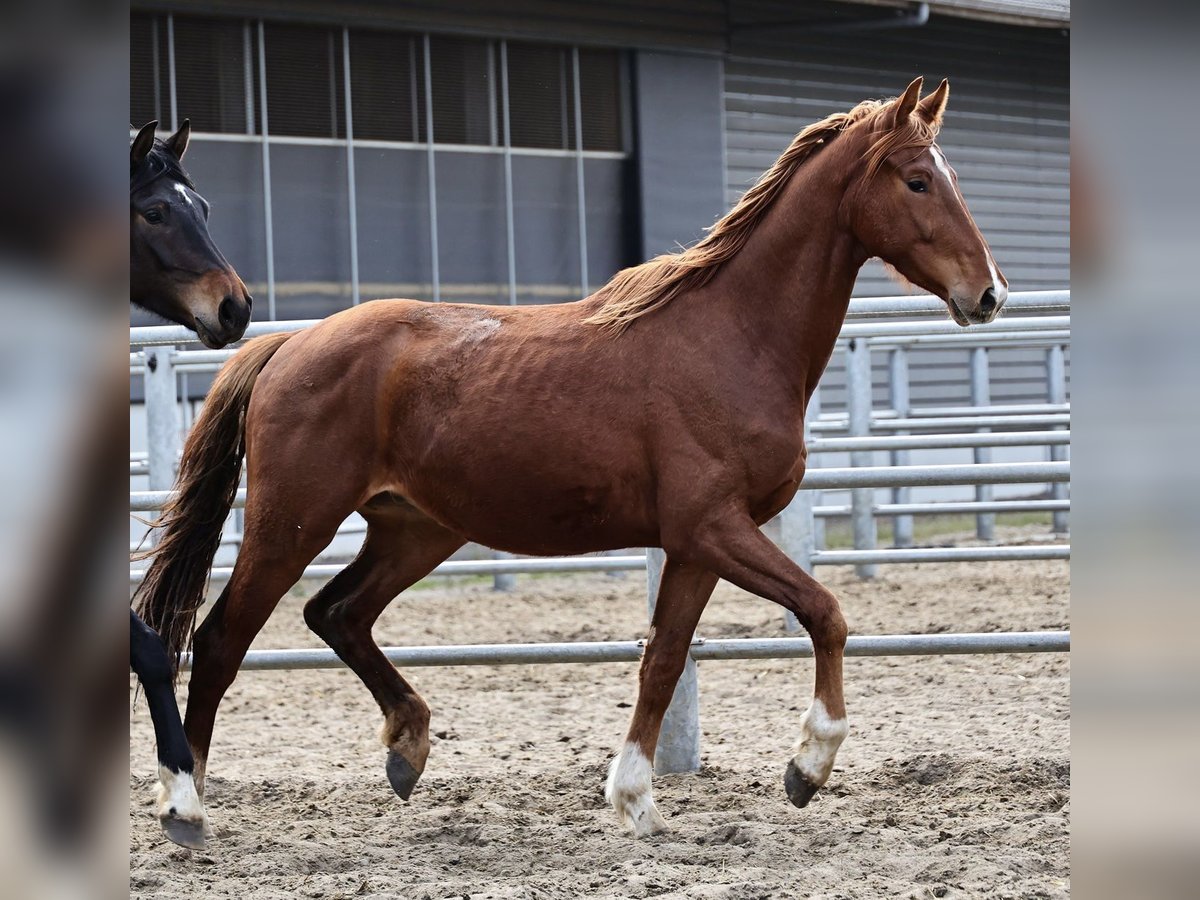 Oldenburgo Caballo castrado 3 años 168 cm Alazán-tostado in Brakel