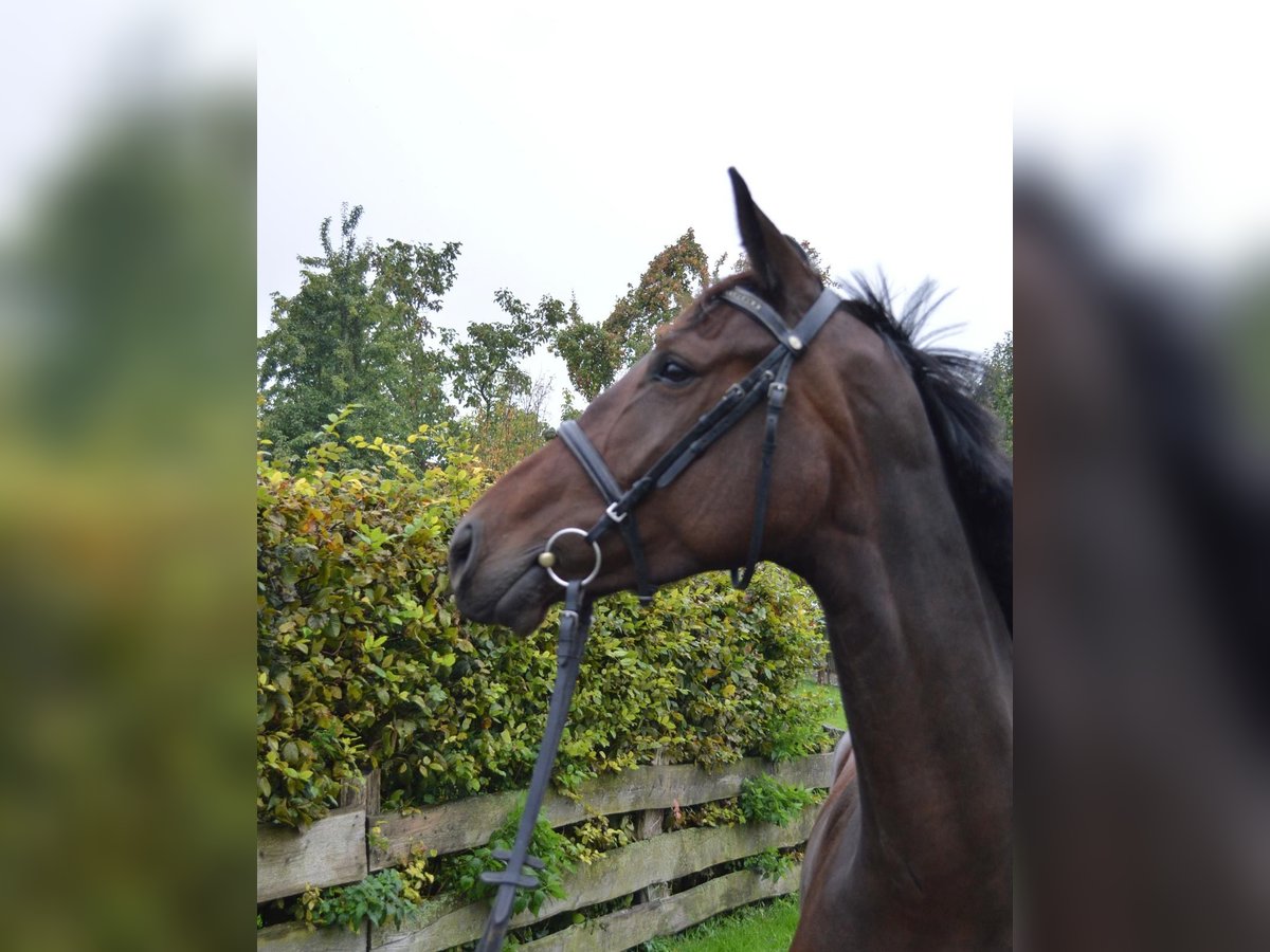 Oldenburgo Caballo castrado 3 años 168 cm Castaño in Einbeck