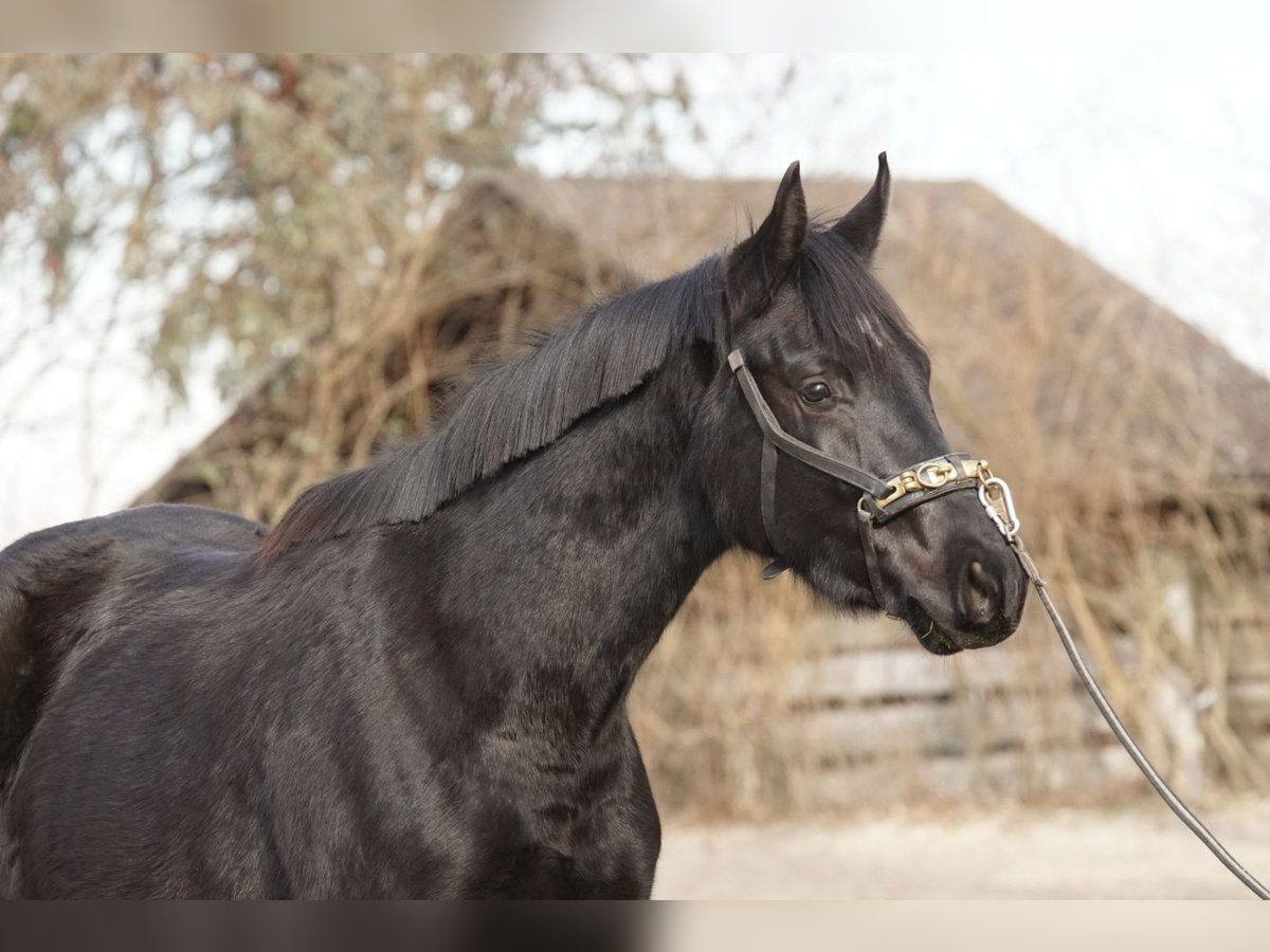 Oldenburgo Caballo castrado 3 años 168 cm Negro in Ebenfurth