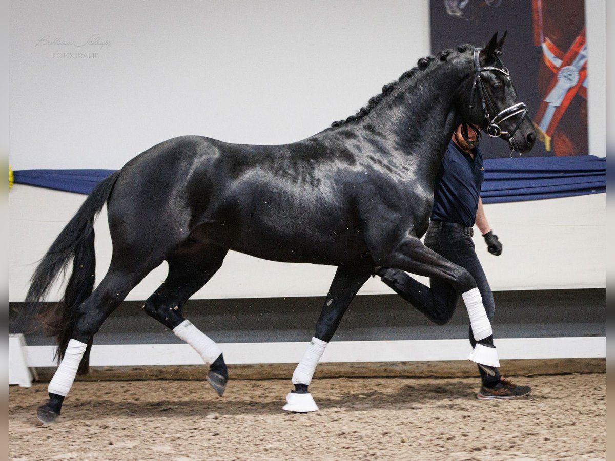 Oldenburgo Caballo castrado 3 años 168 cm Negro in Herbstein