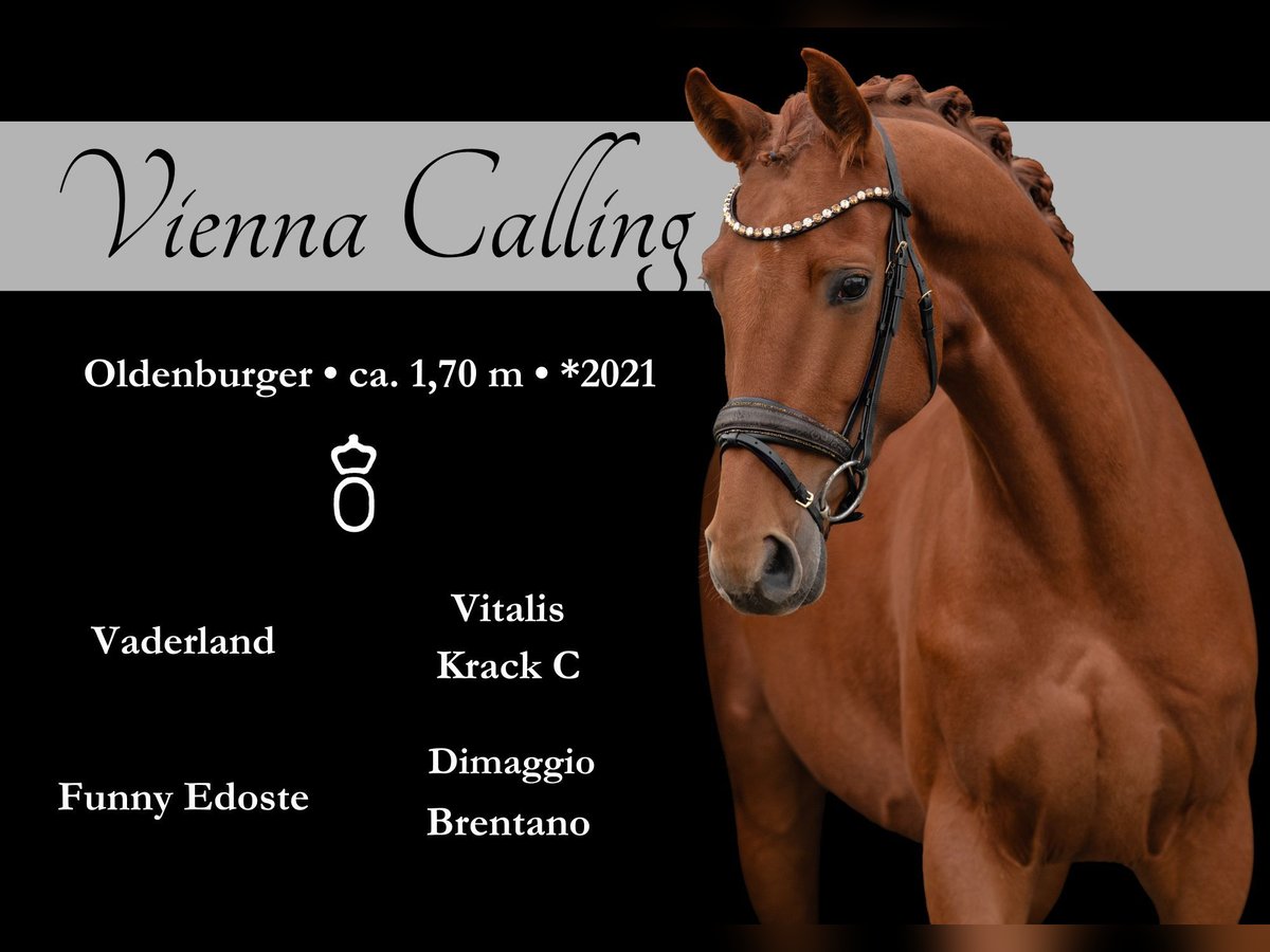 Oldenburgo Caballo castrado 3 años 170 cm Alazán in Wehringen