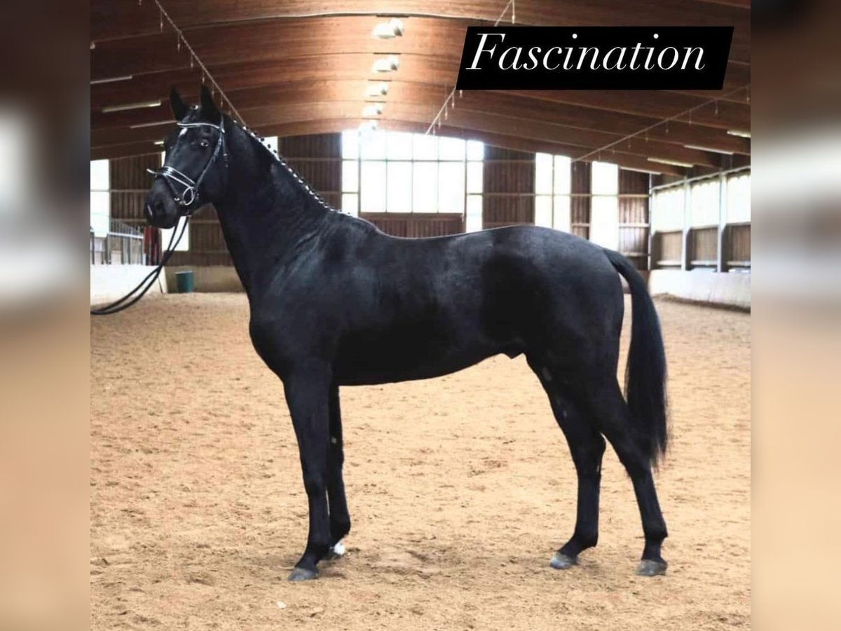 Oldenburgo Caballo castrado 3 años 170 cm Negro in Pöllau