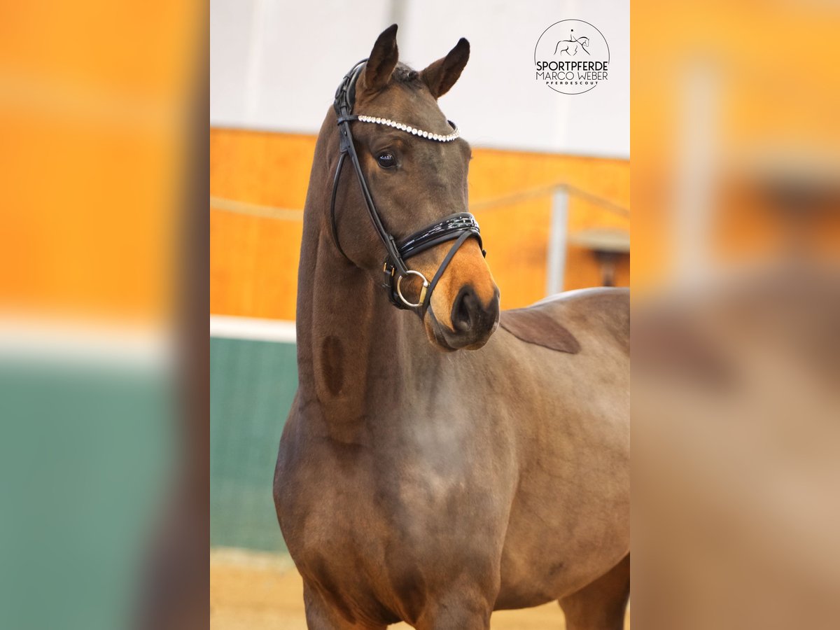 Oldenburgo Caballo castrado 3 años 171 cm Castaño oscuro in Bad Zwischenahn