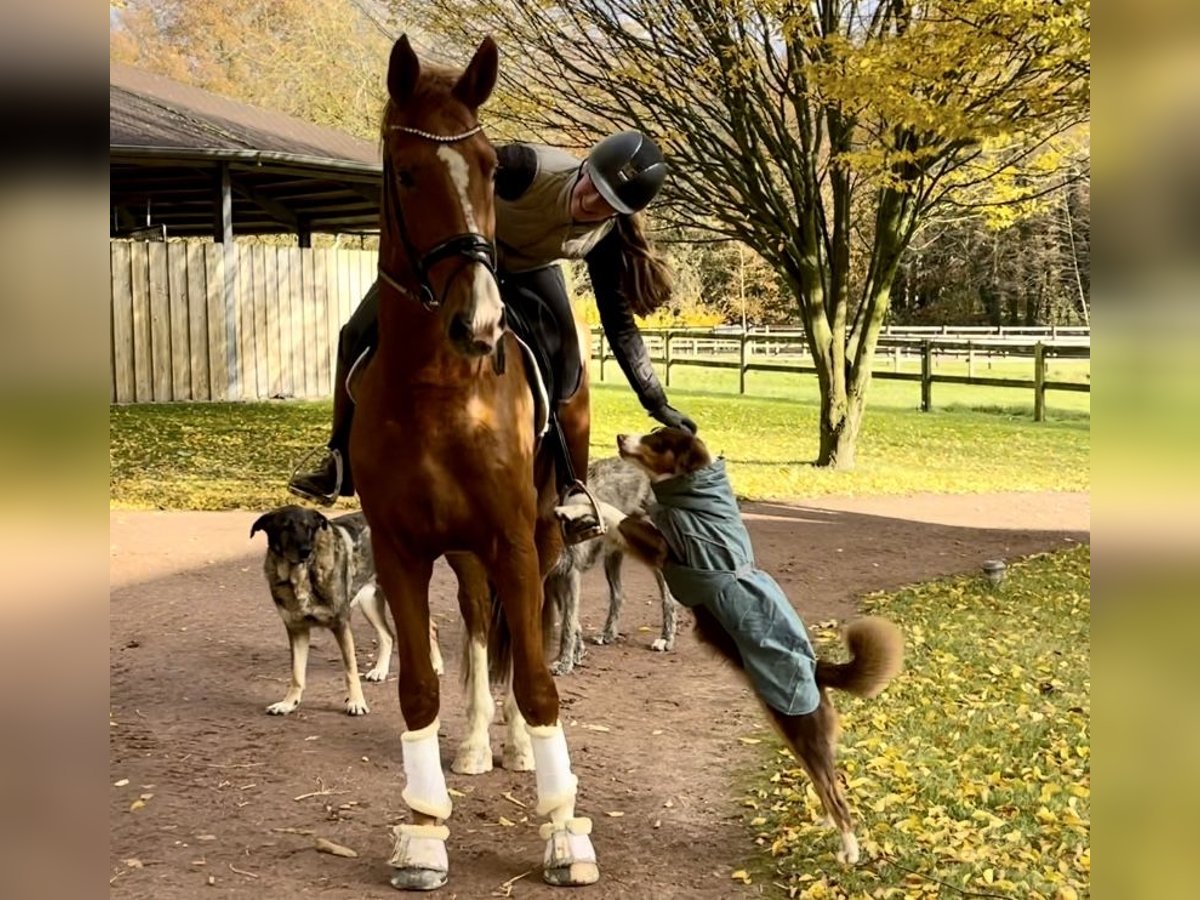 Oldenburgo Caballo castrado 3 años 172 cm Alazán in Fürstenau