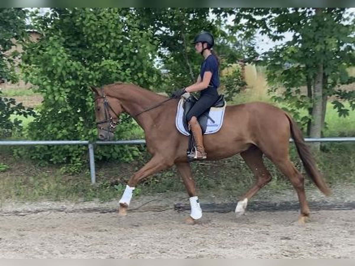 Oldenburgo Caballo castrado 3 años 173 cm Alazán in Besigheim