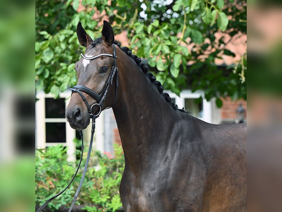 Oldenburgo Caballo castrado 3 años 174 cm Castaño oscuro in Bad Bevensen