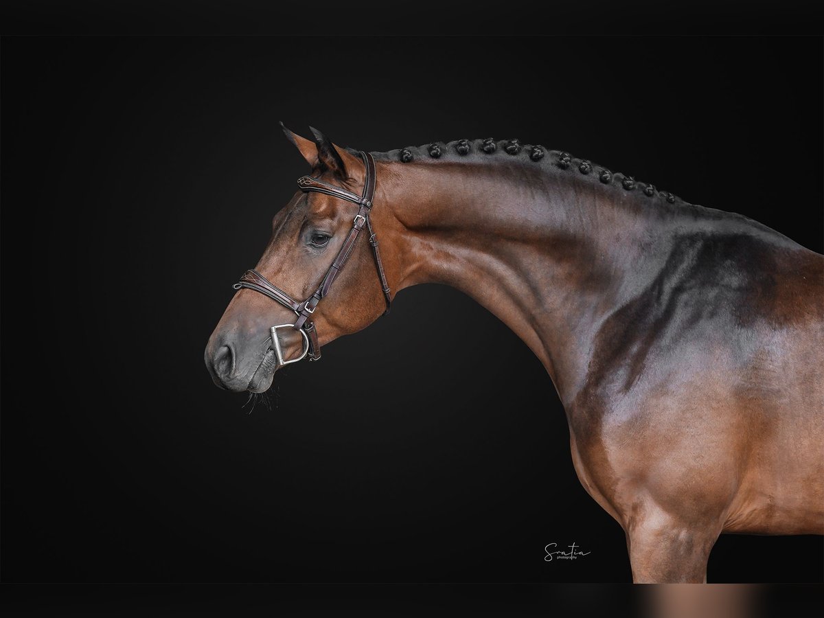 Oldenburgo Caballo castrado 4 años 160 cm in Zduchovice