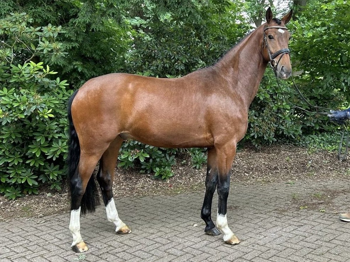 Oldenburgo Caballo castrado 4 años 164 cm Castaño in Verden (Aller)