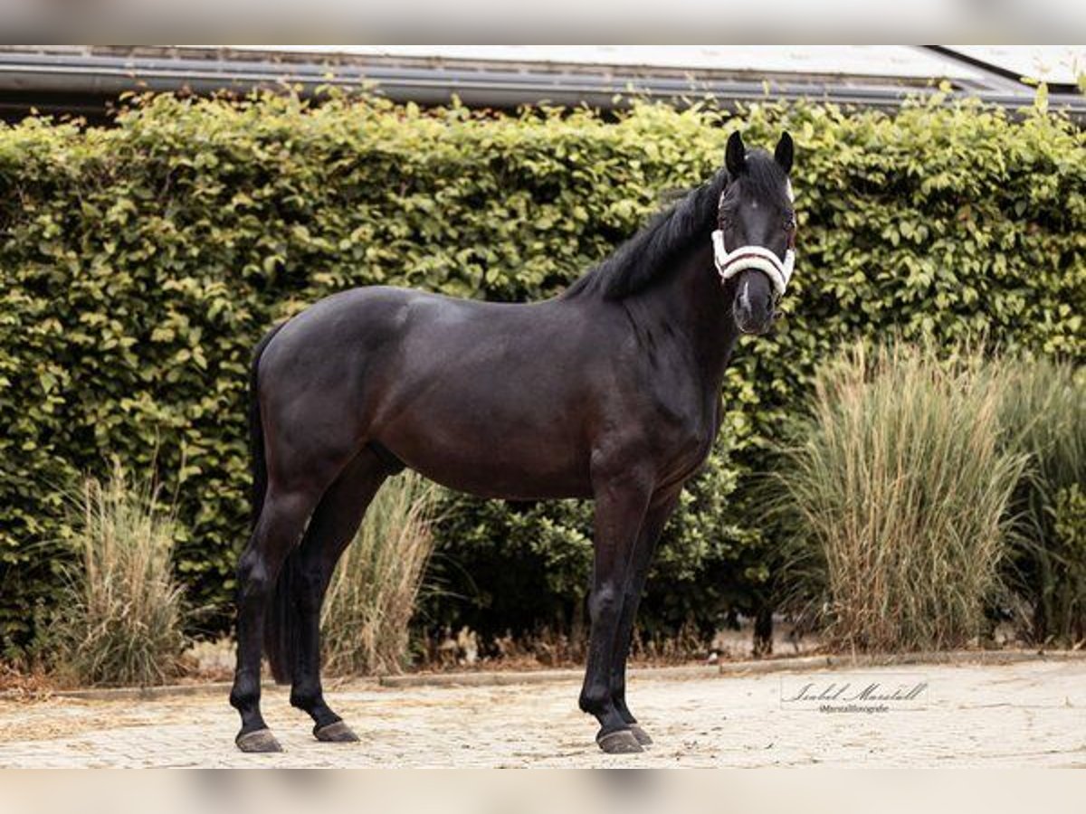 Oldenburgo Caballo castrado 4 años 164 cm Negro in Vechta