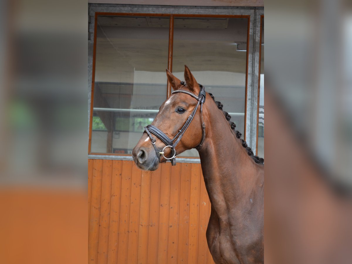 Oldenburgo Caballo castrado 4 años 165 cm Alazán in M&#xFC;nchen