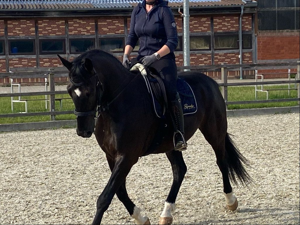 Oldenburgo Caballo castrado 4 años 165 cm Negro in Wardenburg