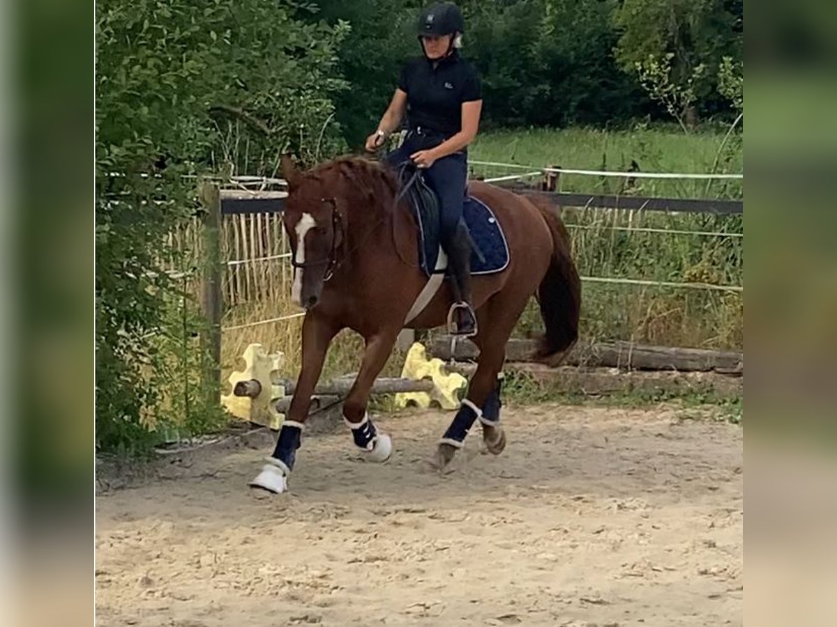Oldenburgo Caballo castrado 4 años 167 cm Alazán in Mechernich