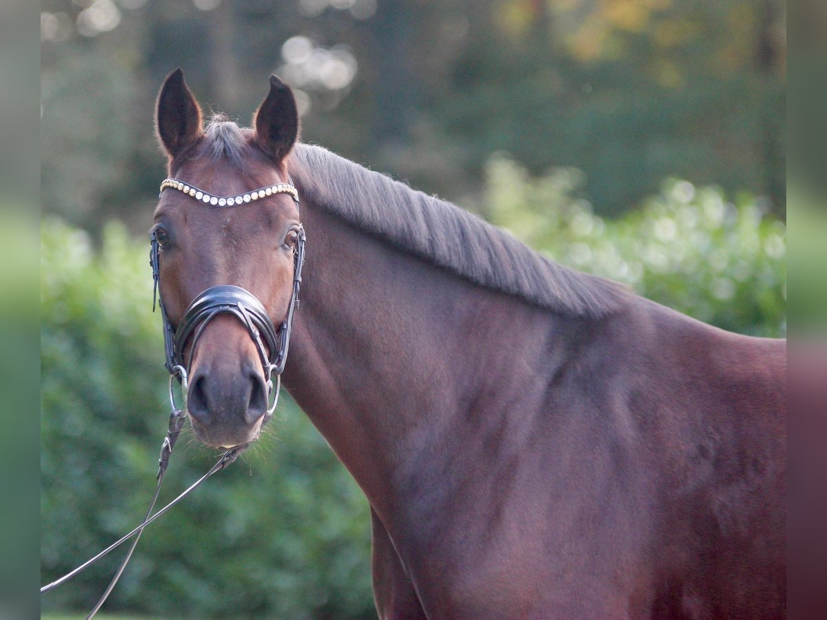 Oldenburgo Caballo castrado 4 años 167 cm Castaño in Warendorf