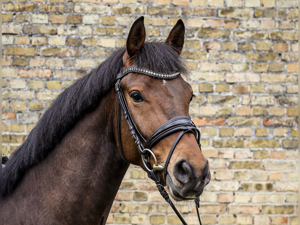 Oldenburgo Caballo castrado 4 años 167 cm Castaño oscuro in Emsdetten
